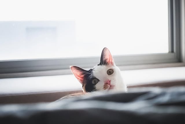 窗邊的店貓